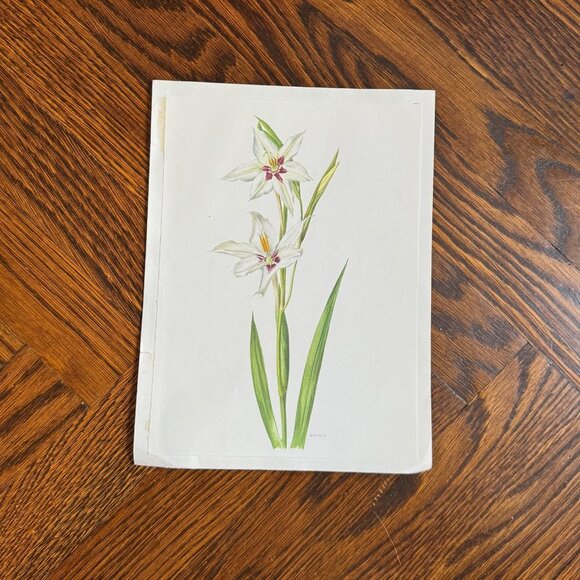 Vintage French Flower Prints Set 2 - Picture 5 of 5